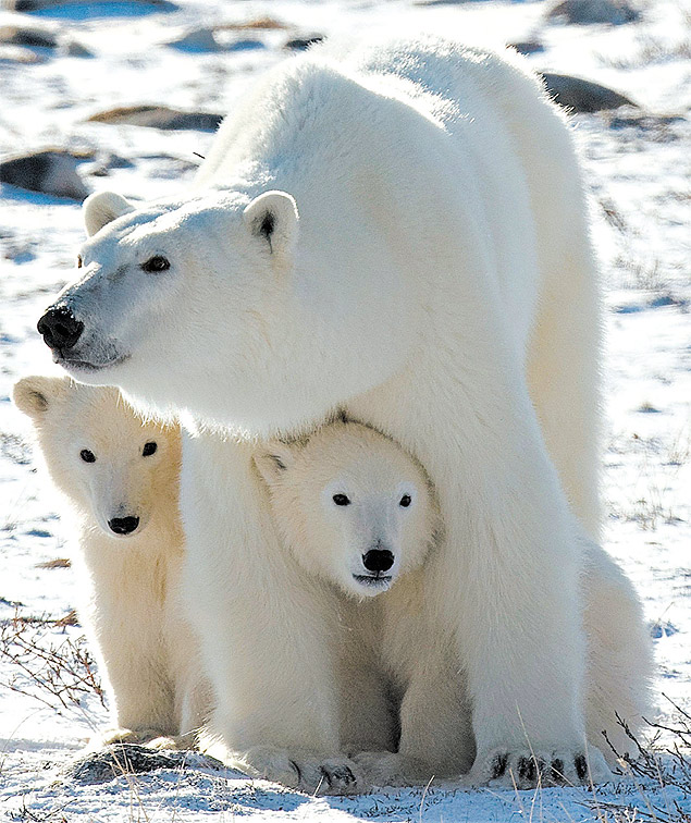 Ursa com filhotes, ao serem observados por cientistas canadenses