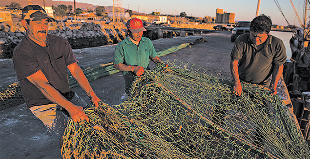 Redes de pescadores de camares e comrcio ilegal do totoaba dizimaram populao do menor mamfero marinho do mundo