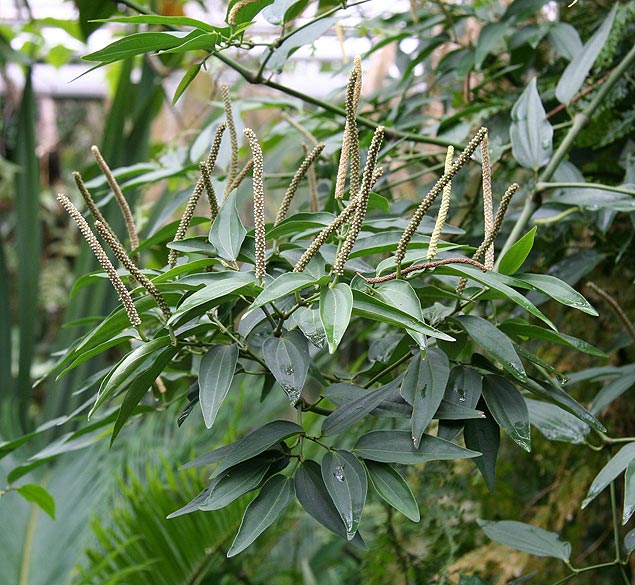 Crdito: Michael Wolf/Wikimedia CommonsLegenda: A planta Piper cubeba, ou pimenta-de-java, usada por pesquisadores que procuram um 