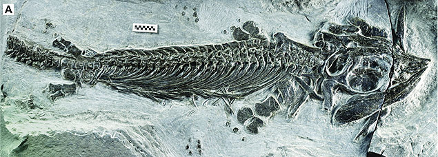Fóssil do ictiossauro Cartorhynchus lenticarpus, achado na província Anhui, na China