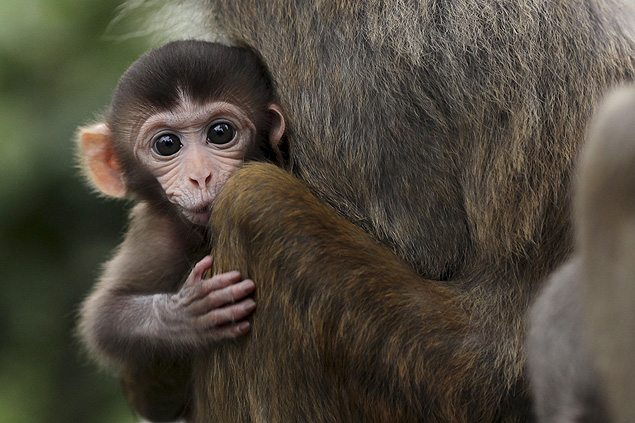 Filhote de macaco rhesus em Honk Kong