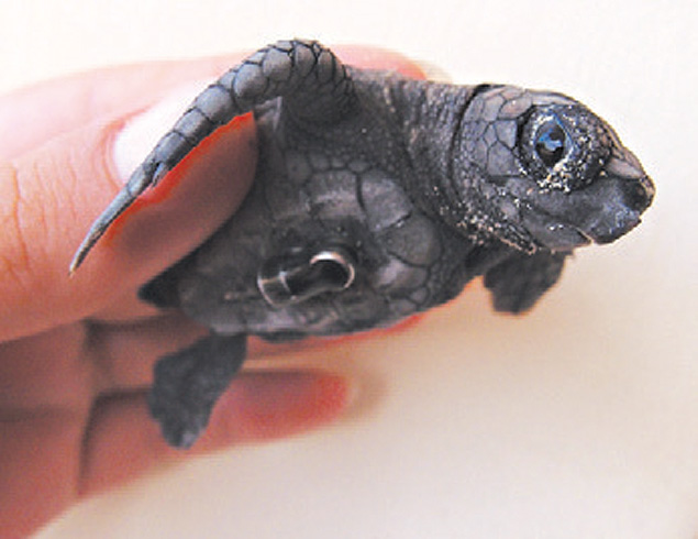 Filhote de tartaruga cabeuda equipado comminitransmissor de dados