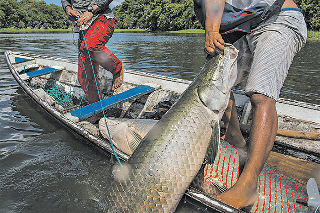 Pescadores da Amaznia sobrevivem da pesca do pirarucu, um dos maiores peixes de gua doce