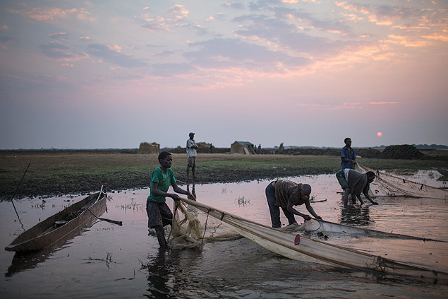 Fishermen drag mosquito nets across shallows at Bangweulu Swamp, Zambia, Aug. 21, 2014. The growing problem of mosquito-net fishing, which threatens stocks by scooping up too many small fish, is an unintended consequence of the successful distribution of nets to prevent malaria, one of the biggest and most celebrated public health campaigns in Africa. (Uriel Sinai/The New York Times)