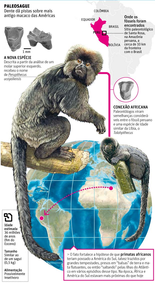 Zoologia: o macaco que atravessou o Atlântico em uma balsa