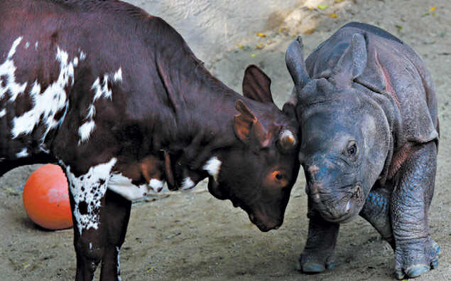 Outra amizade surpreendente, é a de umbezerro com um filhote de rinoceronte