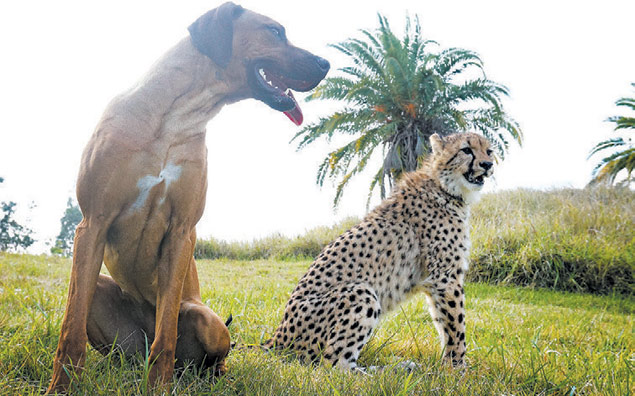 Vídeos na internet mostram amizades surpreendentes, como a de cão e guepardo