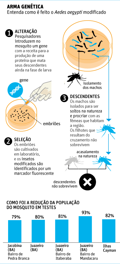ARMA GENÉTICAEntenda como é feito o Aedes aegypti modificado