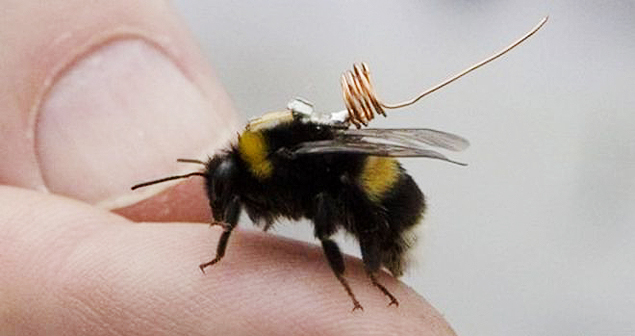 Chip em abelha tenta desvendar mistrio de declnio em espcie