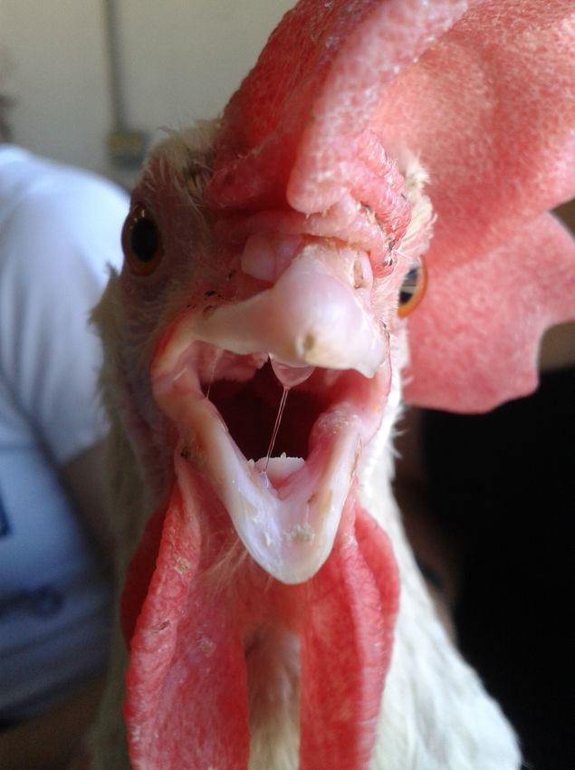 Galinha da Faculdade de Medicina Veterinria e Zootecnia da USP, no campus de Pirassununga