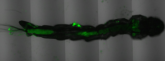 Fluorescncia em verde mostra ao da substncia curcumina no tubo digestivo de larva de mosquito.