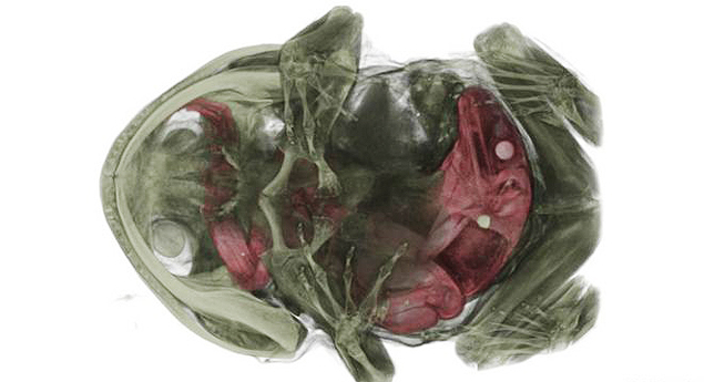 Imagens obtidas em pesquisa na Alemanha revelam corpo intacto de sapo dentro de outro