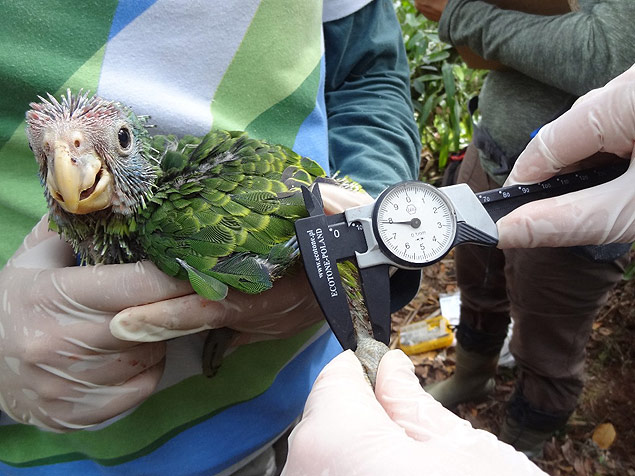 Papagaio-de-cara-roxa  avaliado por pesquisadores da ONG SPVS