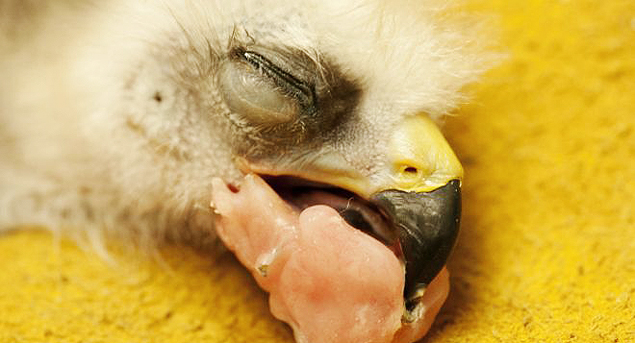 Bico de filhote ficou deformado e apontando para o cho depois que foi dobrado para cima e pressionado contra a casca do ovo durante a incubao