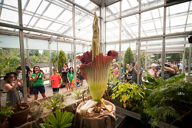 Flor-cadver  rodeada de visitantes no Jardim Botnico de Denver