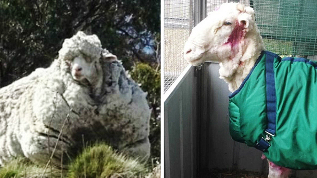 Tosa de carneiro desgarrado na Austrlia tira 40 kg de l e bate recorde