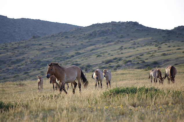 Cavalos selvagens Przewalski, originrios da Monglia que foram extintos e que ressurgiram