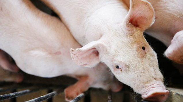 Tcnica ajuda a tornar clulas de porcos compatveis com humanos