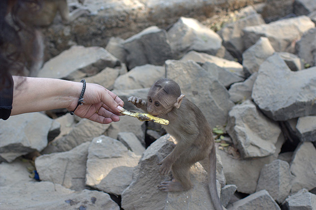 Humano alimenta macaco, na ilha Elephanta, na ndia