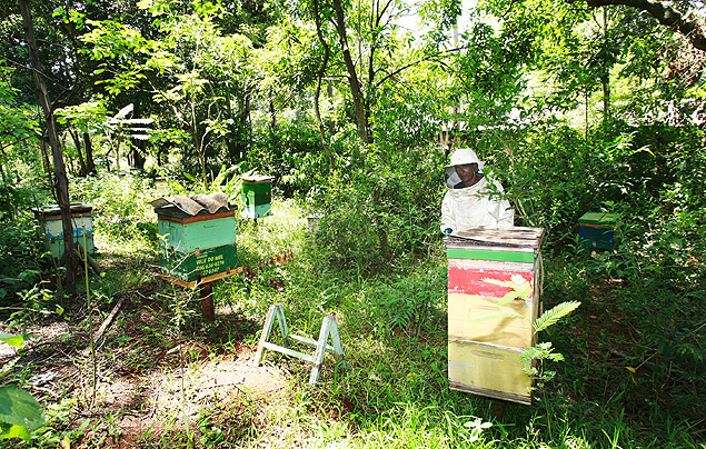 O Brasil  o sexto maior produtor mundial de mel