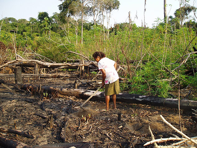 Mulher prepara solo para cultivar mandioca, em povoado ribeirinho do Par 