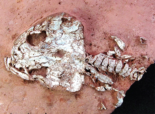 Crnio e parte do esqueleto do anfbio, encontrado em Timon (MA)
