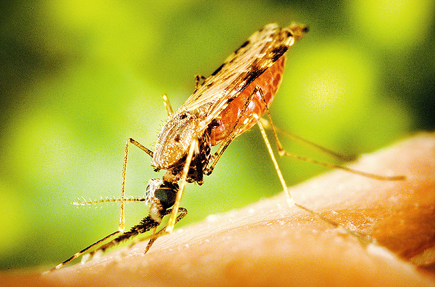 Mosquito do gnero Anopheles, responsvel por transmitir o parasita causador da malria 