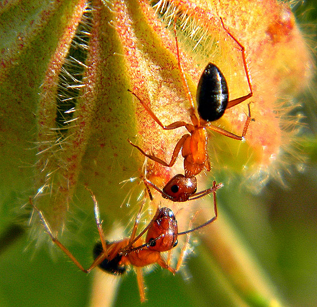 Formigas-carpinteiras, semelhantes s usadas por cientistas em experimentos feitos com epigentica