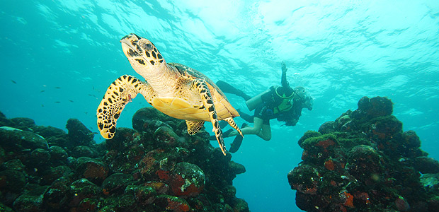 Tartaruga-marinha no mar de Fernando de Noronha