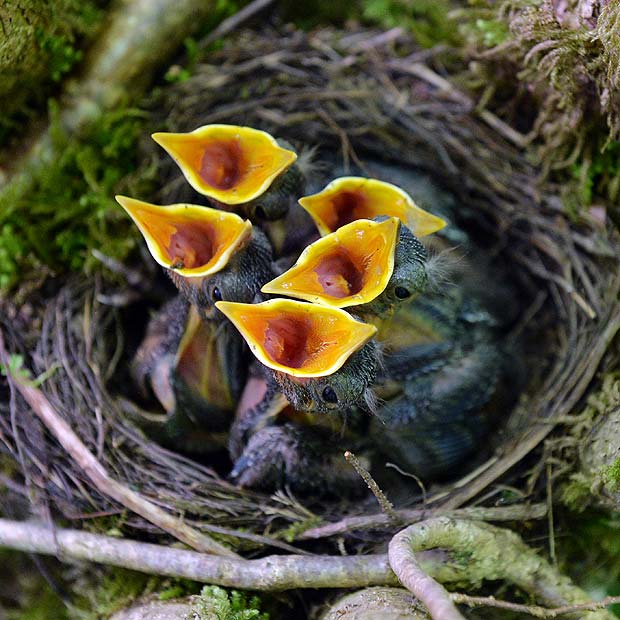 Blackbird nestlings (Turdus merula) beg for food as they sit in a nest in Lofer, Austrian province of Salzburg, Saturday, May 24, 2014.The breeding season lasts from early March to late July. (AP/Photo/ ) ORG XMIT: XKJ103