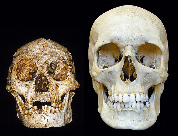 Crnio de humano moderno (direita) e do Homo floresiensis, espcie de homindeo ano 