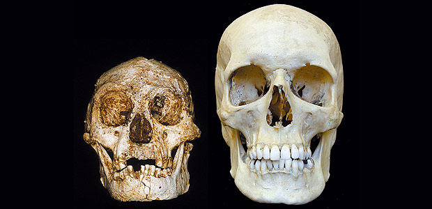 Crnio de humano moderno (direita) e do _Homo floresiensis_, espcie de homindeo ano descoberta na Indonsia