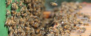Abelhas Apis mellifera têm veneno coletado com auxílio de choques elétricos por meio de fios de metal – Divulgação