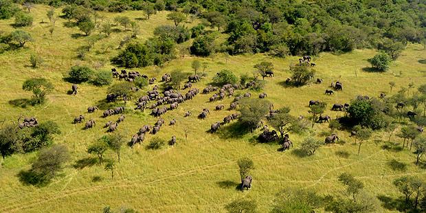 Projeto de Paul Allen, da Microsoft, que fez censo de elefantes na Africa Foto: Vulcan Inc. ***DIREITOS RESERVADOS. NO PUBLICAR SEM AUTORIZAO DO DETENTOR DOS DIREITOS AUTORAIS E DE IMAGEM***