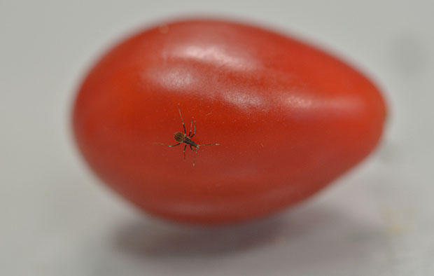 Barbeiro Rhodnius prolixus pode se alimentar de frutas. Pesquisadores usam tomate em experimento
