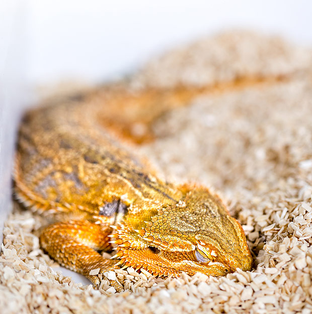Sleeping dragon (Pogona vitticeps). [Credit: Dr. Stephan Junek, Max Planck Institute for Brain Research]