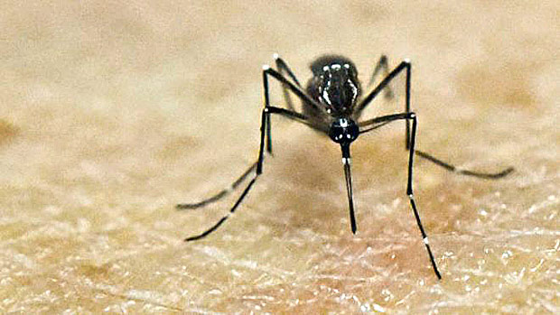 Os cientistas conseguiram infectar o mosquito com o vrus clonado