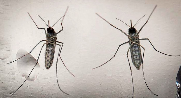 Aedes aegypti, mosquito transmissor do vírus da zika