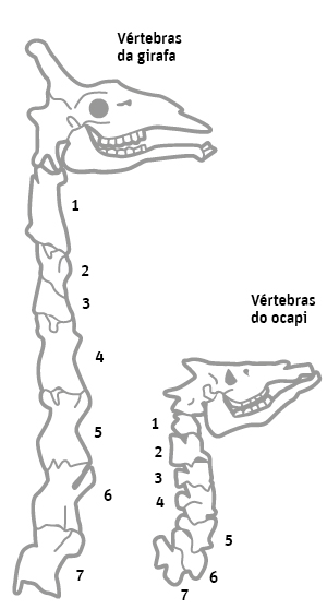 Comparação do esqueleto da girafa e do ocapi
