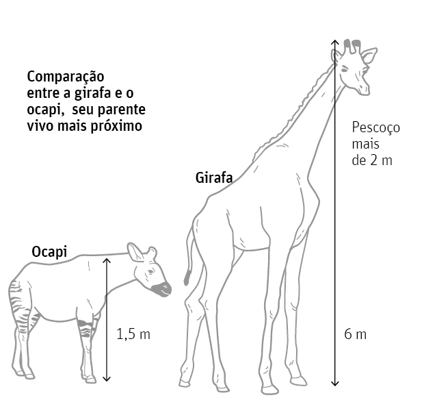 Comparação do tamanho da girafa e do ocapi