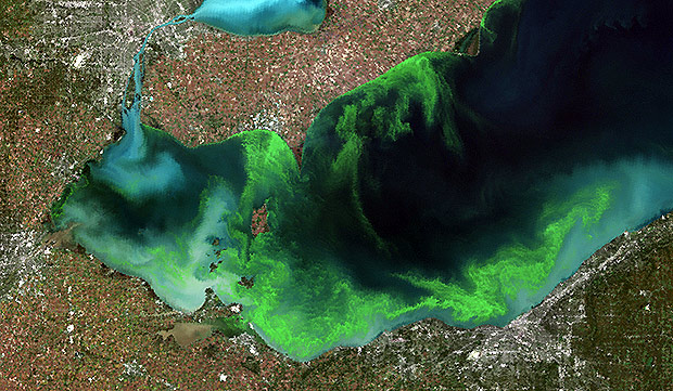 Imagem de satlite mostra proliferao de algas no lago Erie em Toledo (EUA); toxinas liberadas podem matar animais e provocar doenas em humanos