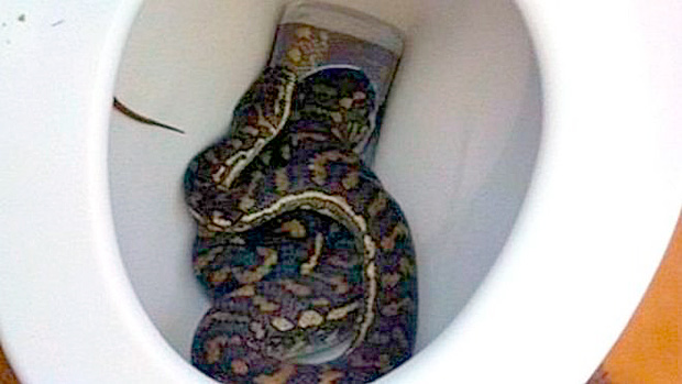 Ratos atraem serpentes para os canos domsticos, explica especialista 