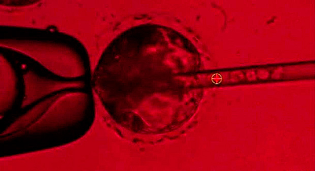 Clulas-tronco humanas so injetadas em embries de porco: as clulas podem ser vistas no tubo  direita