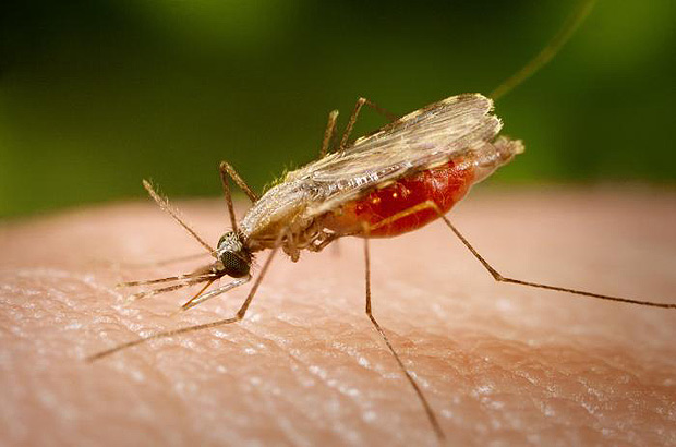 Anopheles, vetor da malria