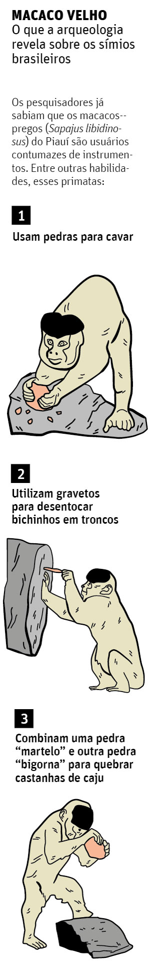 MACACO VELHO que a arqueologia revela sobre os smios brasileiros