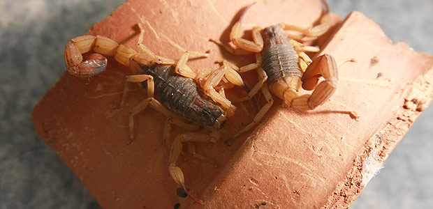 Escorpiões da espécie _Tityus serrulatus_ criados no Centro de Controle de Zoonoses de Ribeirão Preto (SP)