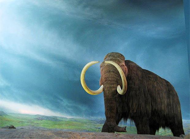 O mamute-lanoso (_Mammuthus primigenius_) foi a ltima espcie de mamute que se adaptou as regies mais ao norte do planeta