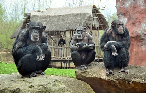 Os chimpanzs so cinco vezes mais propensos a cooperar do que a competir