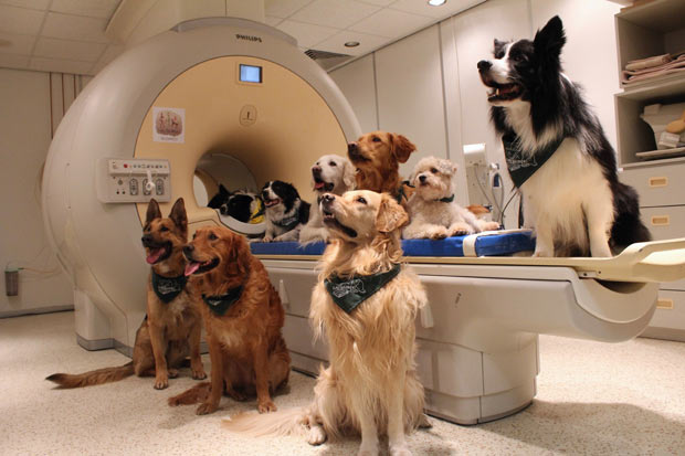 Cachorros treinados que participaram de estudo sobre como eles processam a informação dita por seus donos. (Eniko Kubinyi/Eotvos Lorand University via AP) ORG XMIT: NY110