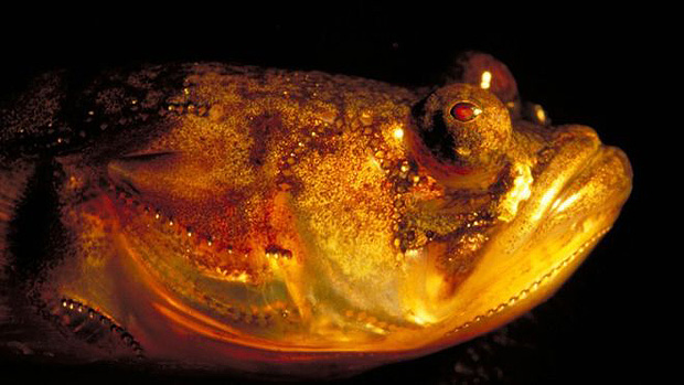 Peixe do gnero Porichthys, com fotforos luminescentes --rgos que emitem luz